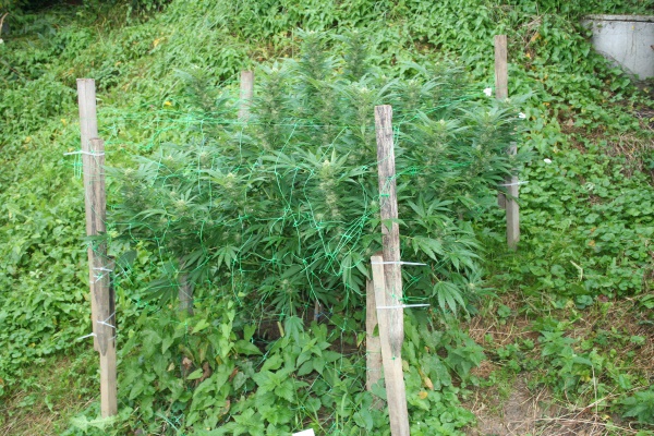 Slika /PU_V/vijesti/2022/marihuana1.JPG